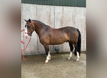Welsh D (Cob), Gelding, 9 years, 13.2 hh, Bay