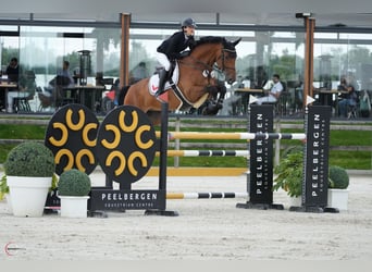 Westphalian, Gelding, 9 years, 16.2 hh, Brown