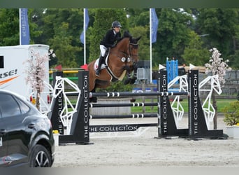 Westphalian, Gelding, 9 years, 16.2 hh, Brown