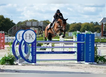 Westphalian, Gelding, 9 years, 16.2 hh, Brown