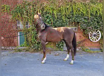 Westphalian, Stallion, 3 years, 16.1 hh, Chestnut