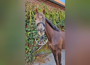 Westphalian, Stallion, 3 years, 16.1 hh, Chestnut