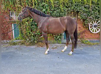 Westphalian, Stallion, 3 years, 16.1 hh, Chestnut