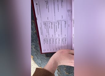 Westphalian, Stallion, 3 years, 16.1 hh, Chestnut