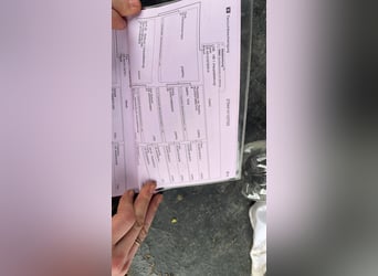 Westphalian, Stallion, 3 years, 16.1 hh, Chestnut