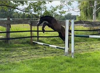 Westphalian, Stallion, Foal (05/2025), 16.1 hh, Grey