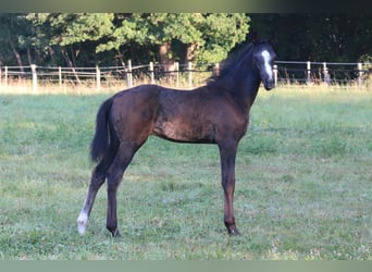 Westphalian, Stallion, Foal (05/2025), 16.1 hh, Grey