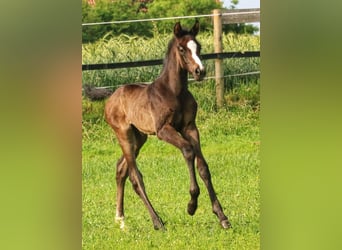 Westphalian, Stallion, Foal (05/2025), 16.1 hh, Grey