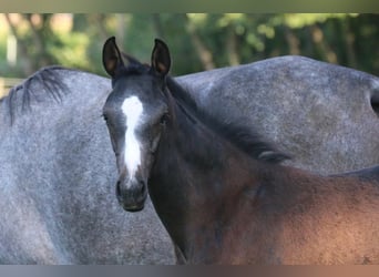 Westphalian, Stallion, Foal (05/2025), 16.1 hh, Grey