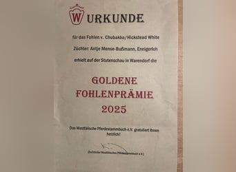 Westphalian, Stallion, Foal (05/2025), 16.1 hh, Grey