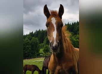 Westphalian, Stallion, Foal (02/2025), 17 hh, Chestnut-Red