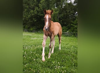 Westphalian, Stallion, Foal (02/2025), 17 hh, Chestnut-Red