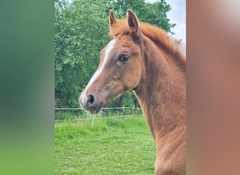 Westphalian, Stallion, Foal (02/2025), 17 hh, Chestnut-Red