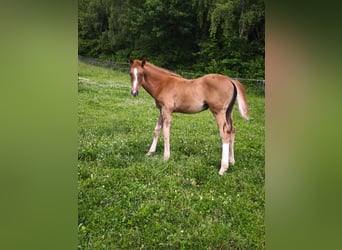 Westphalian, Stallion, Foal (02/2025), 17 hh, Chestnut-Red