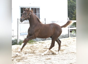 Westphalian, Stallion, Foal (04/2025), Chestnut