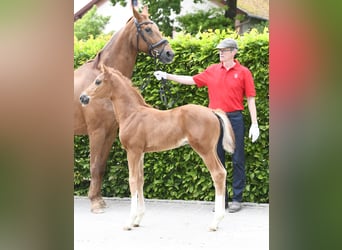 Westphalian, Stallion, Foal (04/2025), Chestnut