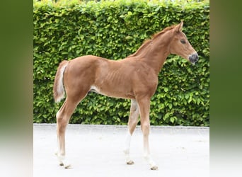 Westphalian, Stallion, Foal (04/2025), Chestnut
